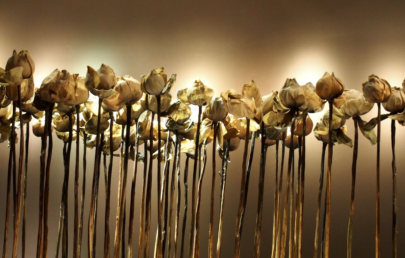 66-lotus-flowers